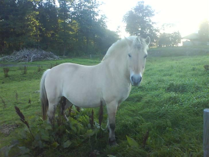 Fjordhest Delfine (R.I.P) † - delfine ståd i røg og damp eller nej vent ?? nåh pyt :O) billede 5