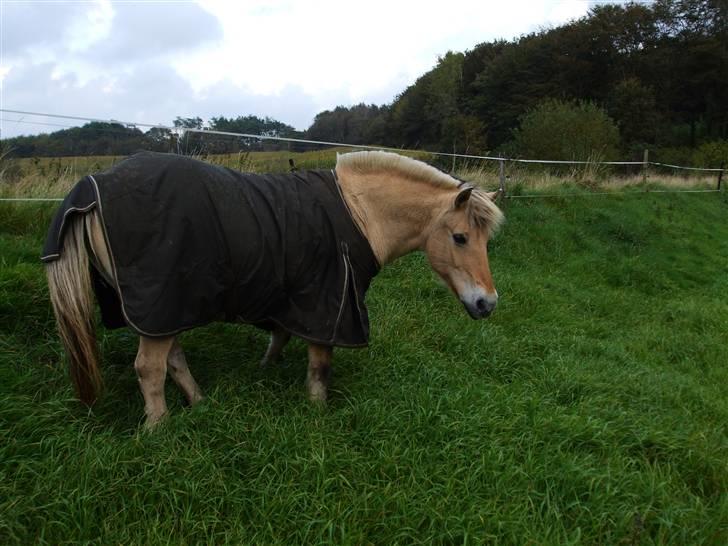 Fjordhest Delfine (R.I.P) † billede 6