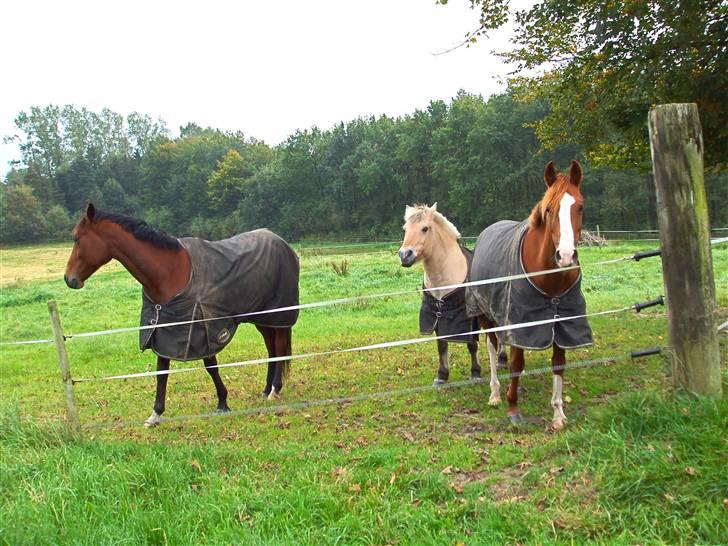 Fjordhest Delfine (R.I.P) † - de tre dejlige heste, mira, delfine og erwin billede 8