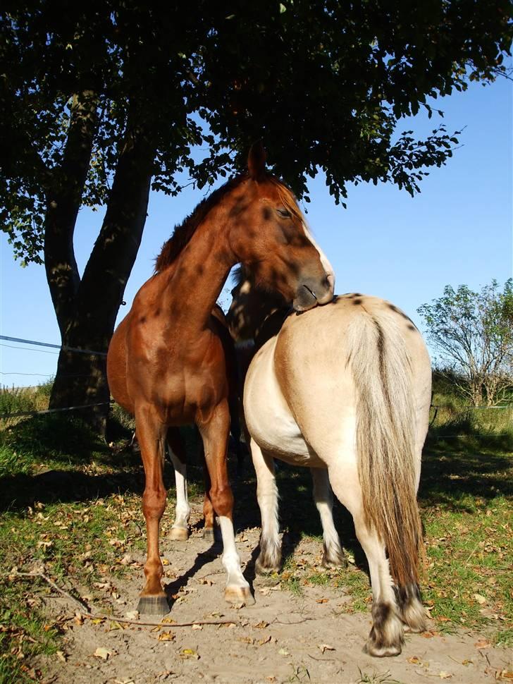 Fjordhest Delfine (R.I.P) † - når enden er god...... :O) billede 9
