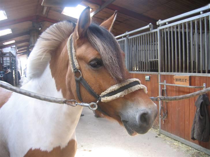 Anden særlig race Miss Zippi - Zippi på staldgangen i; <3 Hun er miin elskede pony :D <3 billede 15