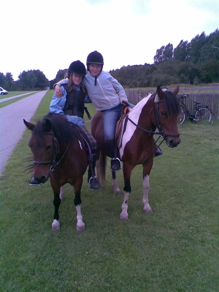 Anden særlig race pippi - mig sandra og wonder og til sidst men ikke midst pippi billede 13