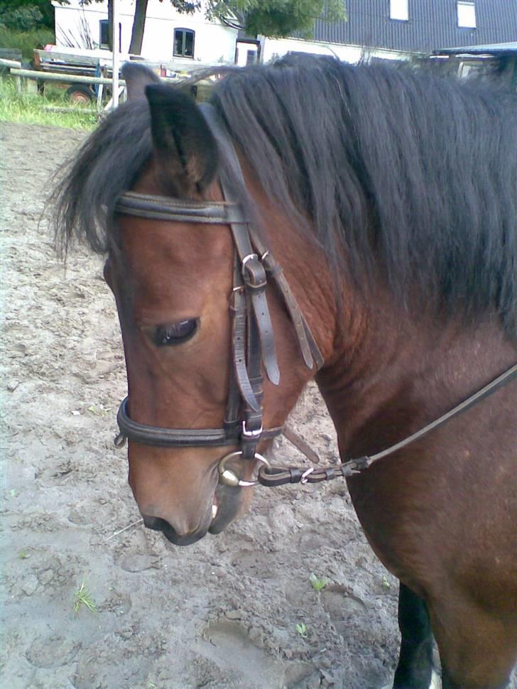 Anden særlig race pippi - hun er min pippi og hun er flot... billede 14