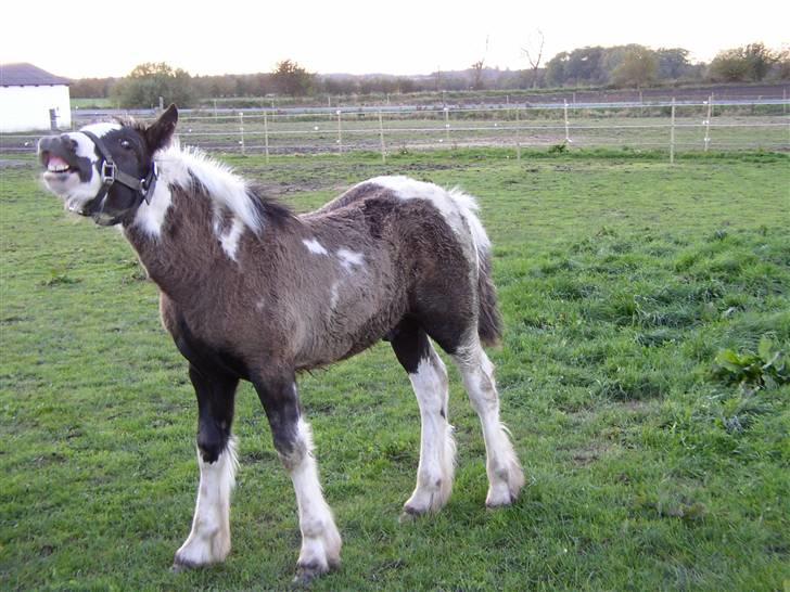 Tinker Noel  billede 10