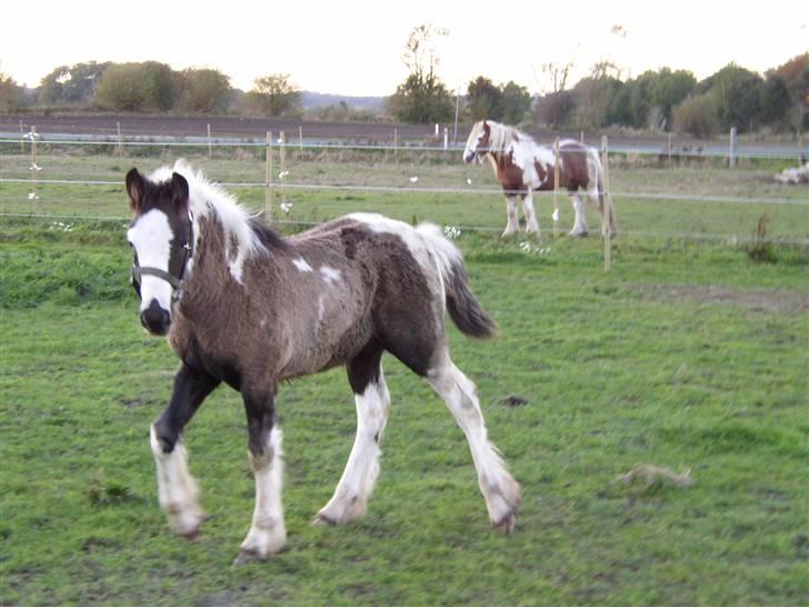 Tinker Noel  billede 11