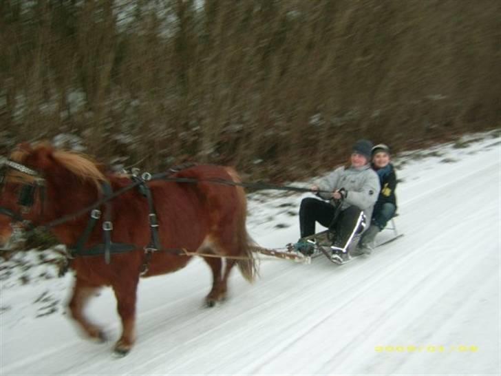 Anden særlig race Kasper - Tur i sneen. billede 15