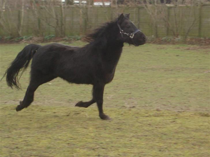 Dartmoor Innis Kinamit *R.I.P.* - Uhha..så skal man lige føre sig lidt frem<33 hehe..DU VIL ALTID HAVE EN PLADS I MIT HJERTE! billede 14