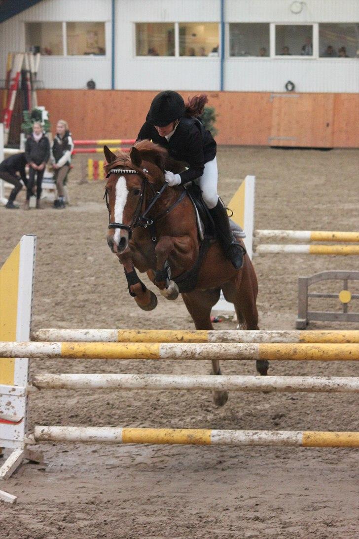 Anden særlig race Bibi  <3  - MB i Middelfart red 0 fejl. Billedet er taget af CSJ billede 2