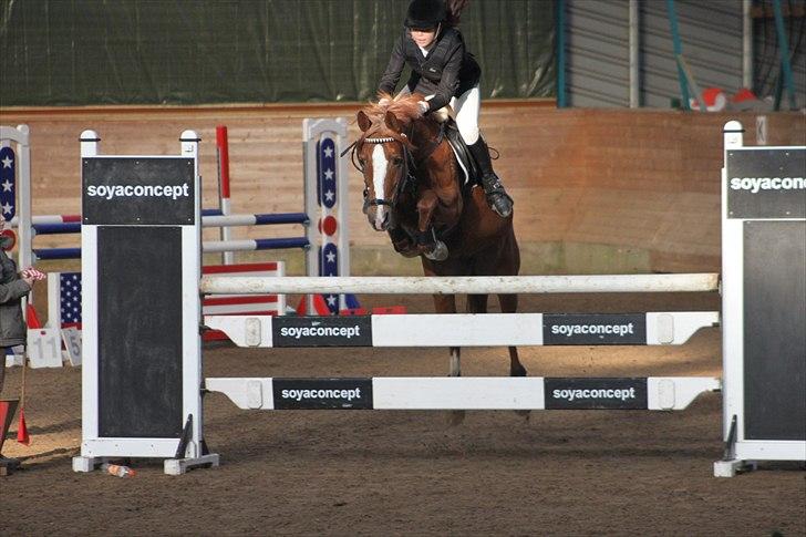 Anden særlig race Bibi  <3  - Sønderborg MB. billede 3