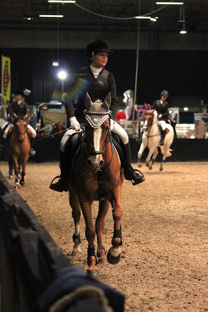 Anden særlig race Bibi  <3  - JBK Horse Show, en oplevelse for livet.  billedet er taget af CSJ billede 5