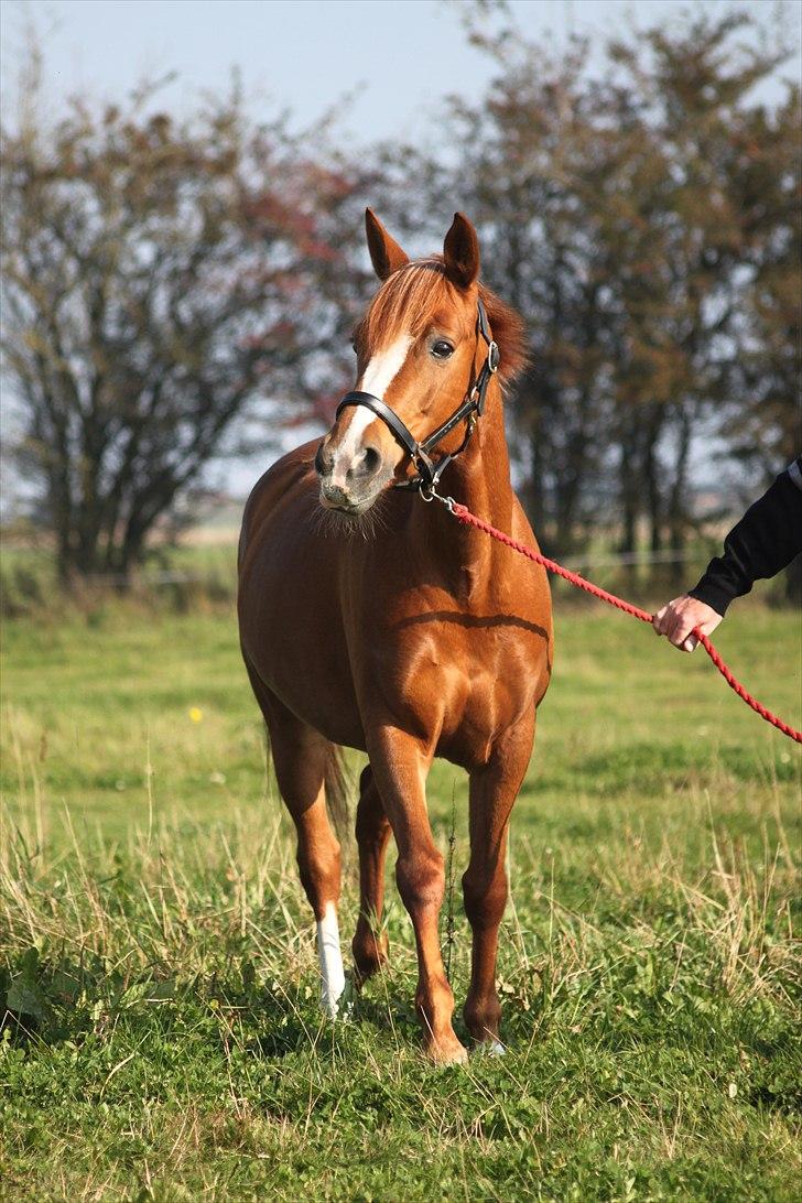 Anden særlig race Bibi  <3  - smukke Bibi. billedet er taget af CSJ billede 6