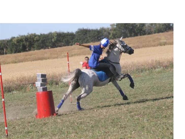 Welsh Pony (sec B) Alexander billede 9