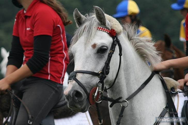 Welsh Pony (sec B) Alexander billede 10
