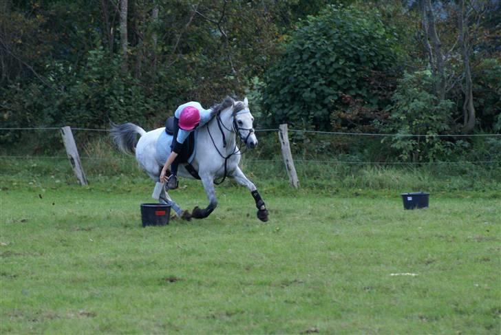 Welsh Pony (sec B) Alexander billede 11