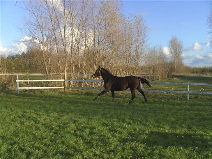 Dansk Varmblod Berlou (Aflivet) - D.11/11-07 billede 10