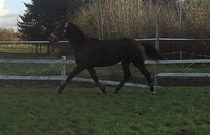 Dansk Varmblod Berlou (Aflivet) - D.11/11-07 billede 11