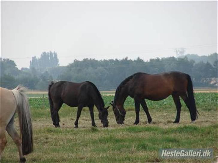 Oldenborg Rexido - Rexido på fold sammen med Logo, og en pony bagdel=D (Foto: Rie Rasmussen) billede 1