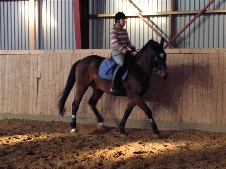 Dansk Varmblod Ledets Athos (aflivet) - lidt dressurtræning billede 1