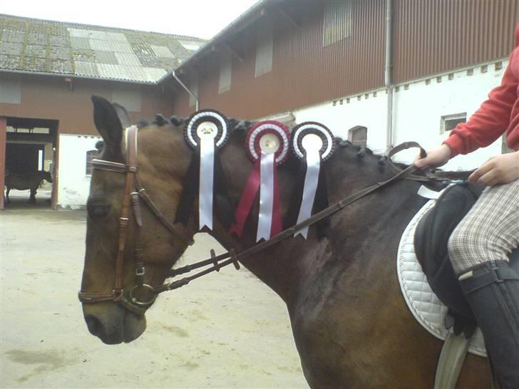 Oldenborg Rexido - Igen Rexido med mine og Lauras rosetter (Foto: Mobil {Laura}) billede 2