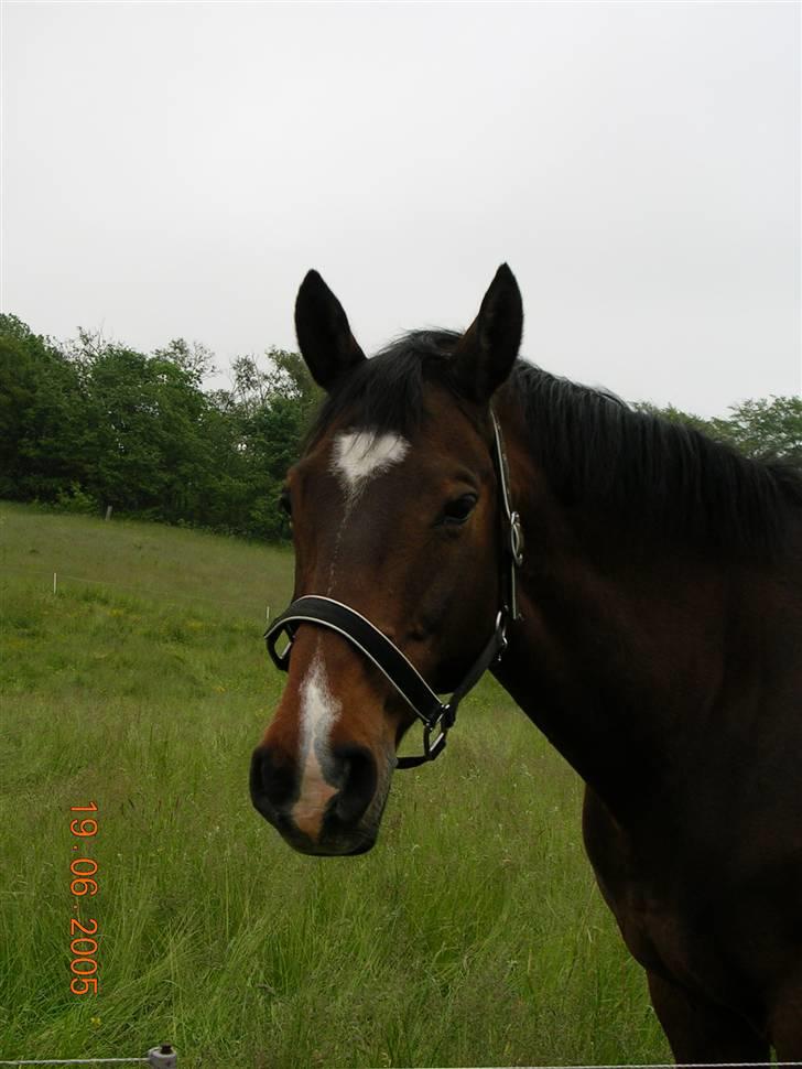 Dansk Varmblod Ledets Athos (aflivet) billede 3