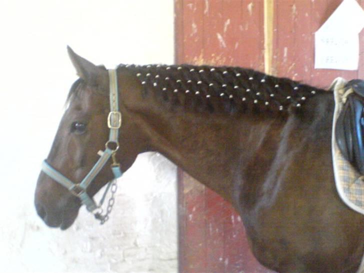 Oldenborg Rexido - Han står og venter på at vi skal ind igen (Foto: Mobil {mig}) billede 3