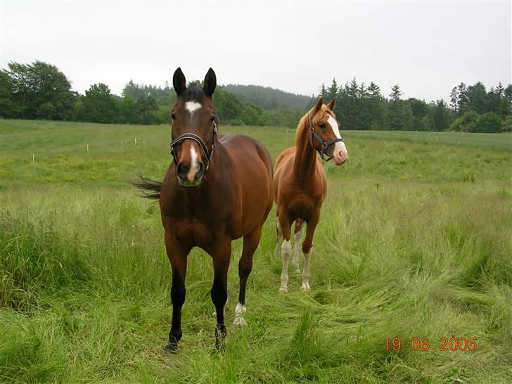 Dansk Varmblod Ledets Athos (aflivet) - Athos og Vito på fold billede 4
