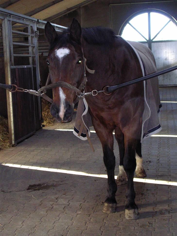 Dansk Varmblod Ledets Athos (aflivet) billede 5