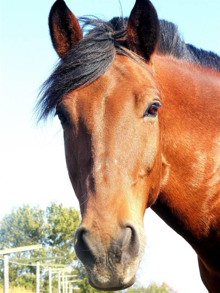 Anden særlig race Cheval Solgt -  d.27.09.09  billede 1