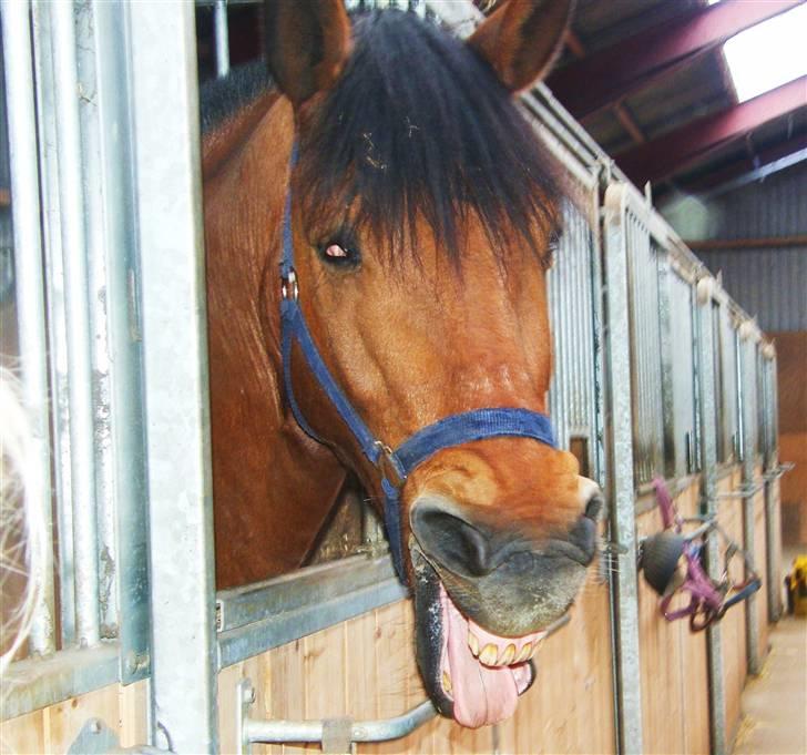 Anden særlig race Cheval Solgt - Gab! billede 2