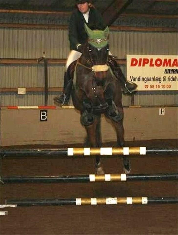 Dansk Varmblod † Pachanga(Baby) † - 25/1 09´: Stævne LD og klubmestre:-) Elsker min Baby! Foto:Katrine Olsen billede 15