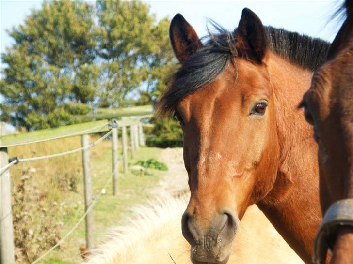 Anden særlig race Cheval Solgt - d.27.09.09  billede 3