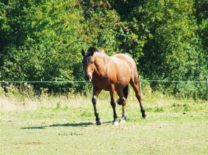 Anden særlig race Cheval Solgt - d.23.08.09  billede 7