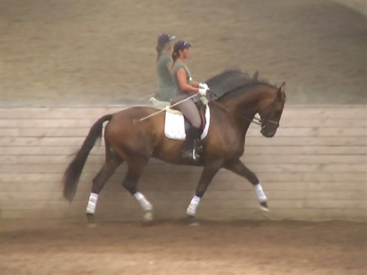 Dansk Varmblod Donnerwetter Toftøje billede 11