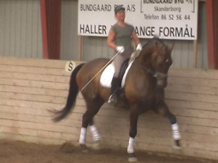 Dansk Varmblod Donnerwetter Toftøje billede 13