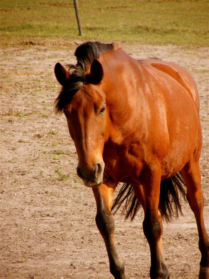 Anden særlig race Cheval Solgt - d.27.09.09  billede 8