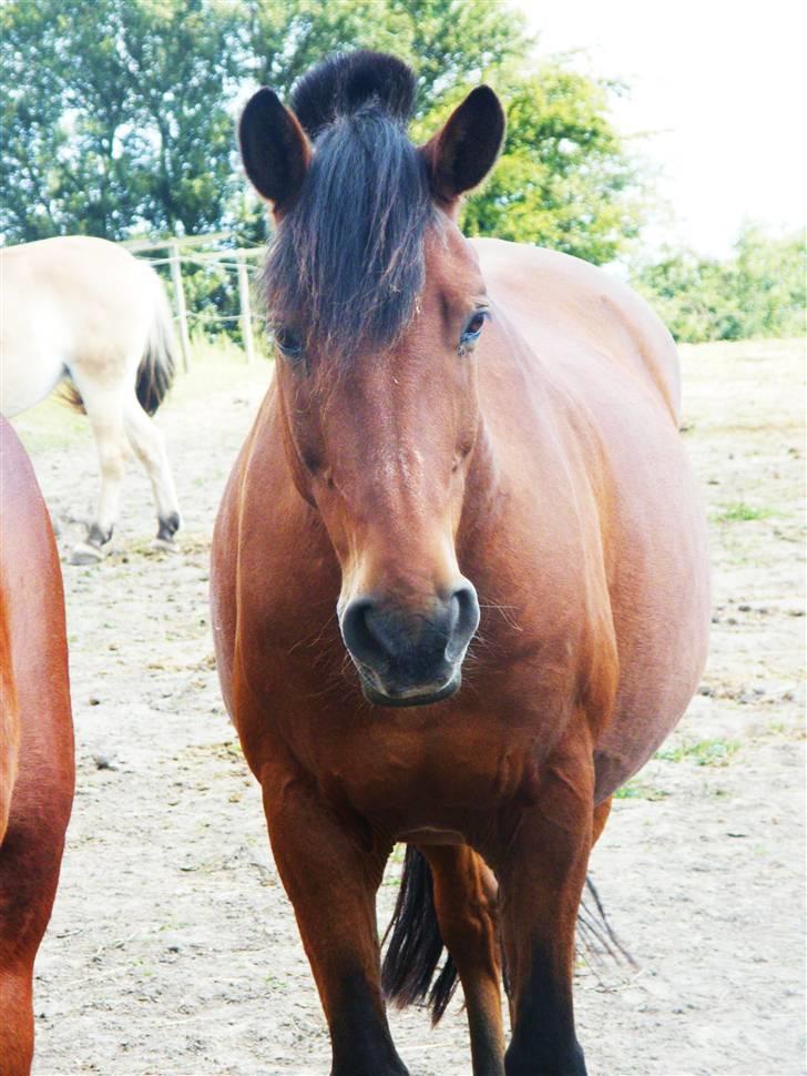 Anden særlig race Cheval Solgt - d.23.08.09  billede 9