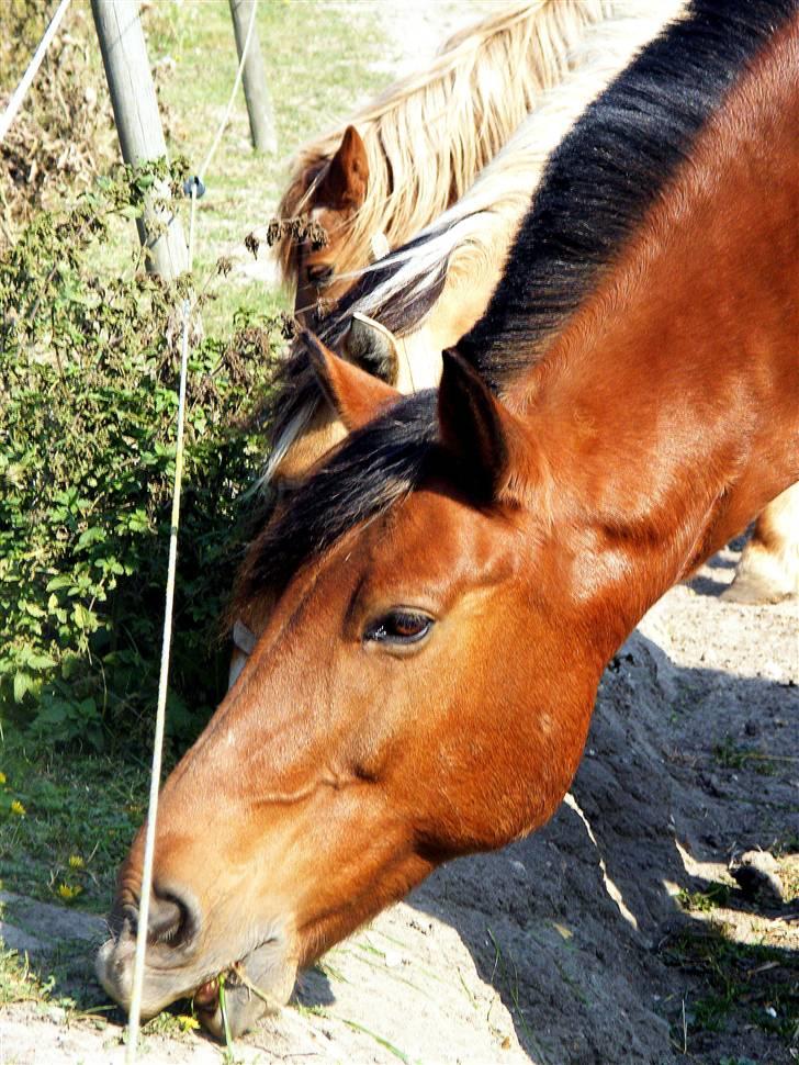 Anden særlig race Cheval Solgt - d.27.09.09  billede 11