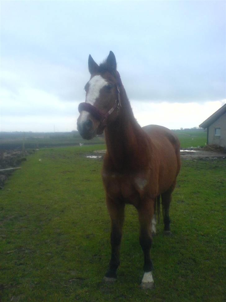 Dansk Varmblod Tequila ~SOLGT~R.I.P billede 13