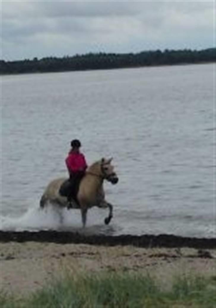 Fjordhest Ricky Lærkedal - miig og Ricky en tur i vandet.. det var rigtig hyggeligt :D billede 14