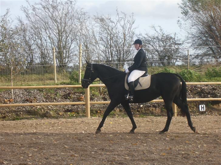 Dansk Varmblod Bomgaardens Black Pearl *SOLGT* - Der er spooky ude i blæsevejr, men hun tager det pænt billede 7