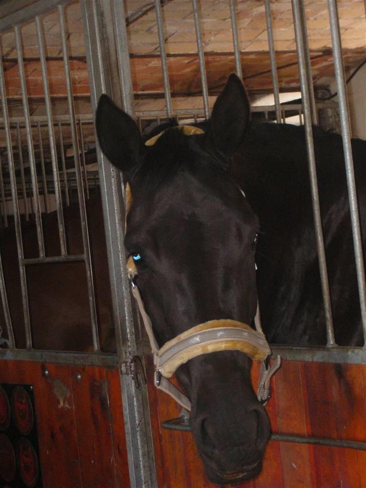 Dansk Varmblod Bomgaardens Black Pearl *SOLGT* - mulle står sammen med hendes fold kammi billede 8
