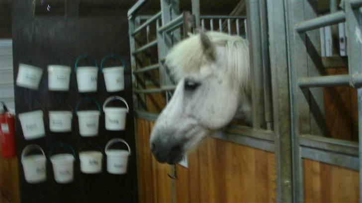 Islænder sindri fra gl.ladegård - nåårrhhhhh<3<3<3<3 billede 7