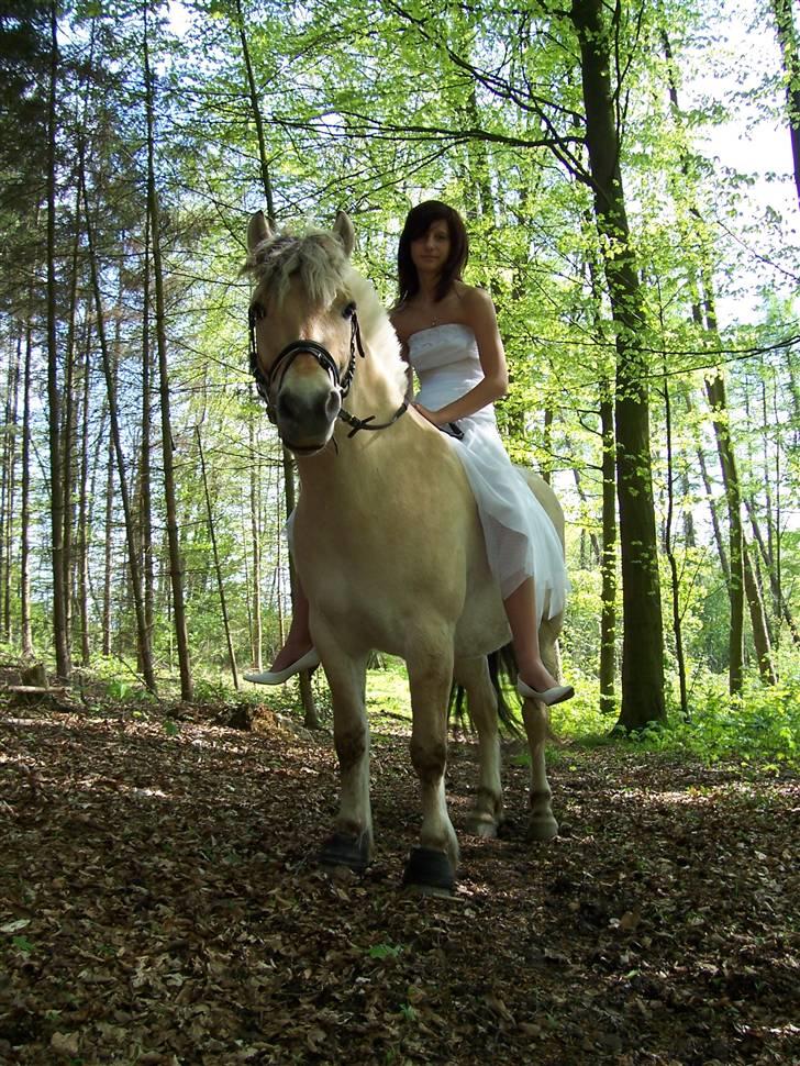 Fjordhest Toffi - Sidder ikke særlig kønt, faldt helt sammen.. men syntes billedet er så sød!!;) billede 12