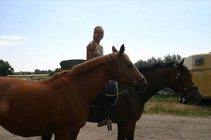 Anden særlig race Sødals Shakira - R.I.P<33 - genoptræning af  shakiras brækkede ben, her er kira med som håndhest på en 3 timers skridttur billede 17