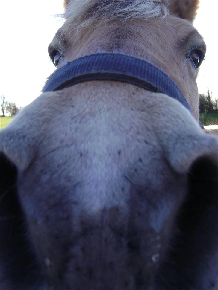 Fjordhest Rasmus    ¤død¤ - snus snus hvad er det du har der billede 4