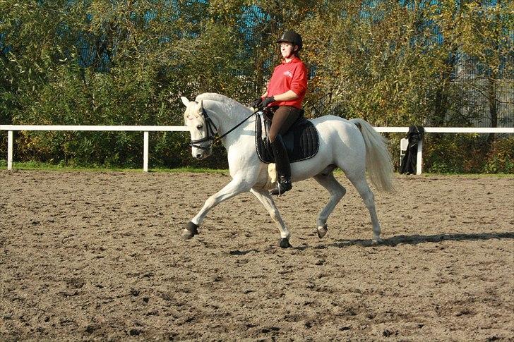 Anden særlig race Silver Picasso*A pony* - Fritrav   Foto: Emma Fynboe  billede 8