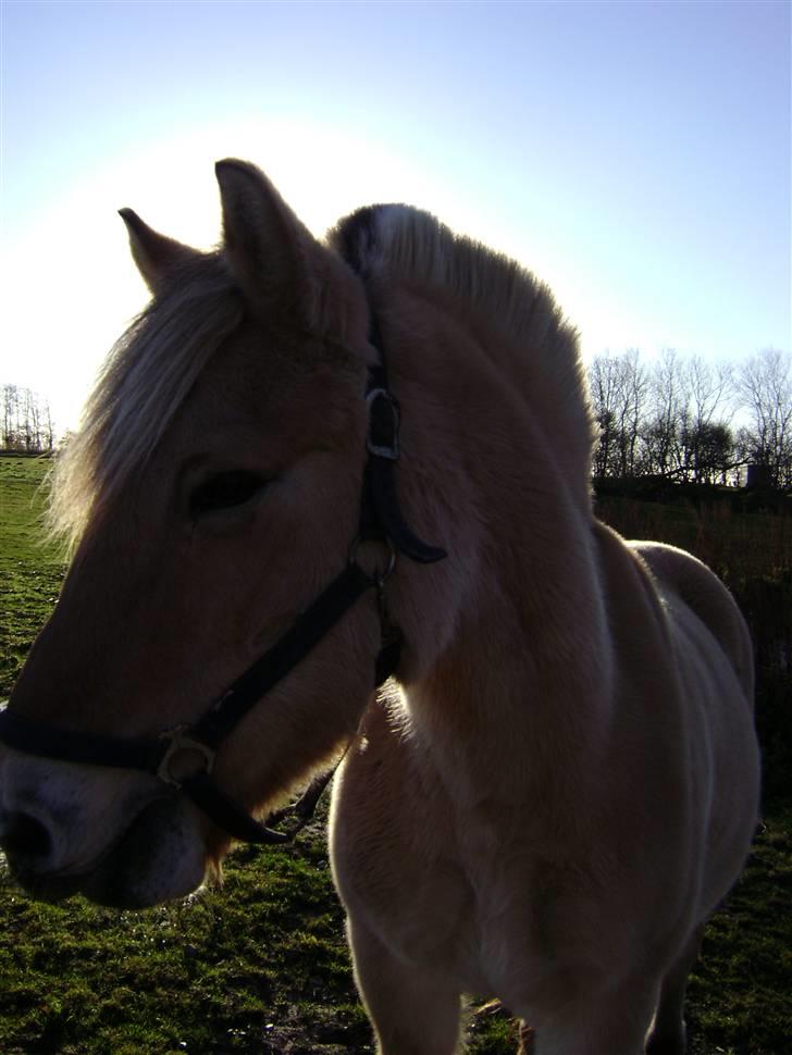 Fjordhest Rasmus    ¤død¤ - smukke rasse billede 5