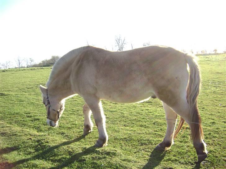 Fjordhest Rasmus    ¤død¤ - ej nu går jeg altså billede 6