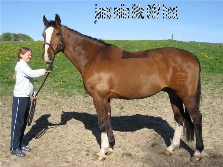 Dansk Varmblod Fabian 007 R.I.P - Miig der har lavet det!!! billede 13