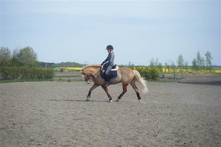 Anden særlig race » Miss Movie Star | SOLGT - Dressur arre kan da godt ;D billede 5